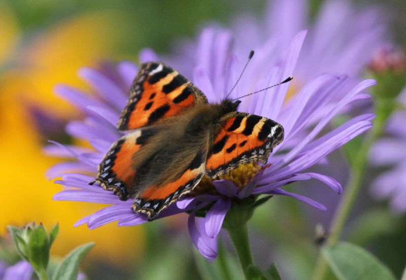 tortiseshell butterfly on flower
